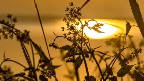 Zachód słońca nad jeziorem Dobskim w Fuledzie, czerwiec 2022 - zdjęcie 26