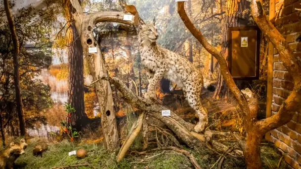 Fotorelacja -  Ogólnopolski Dzień Parków Krajobrazowych w Puszczy Piskiej - zdjęcie 6