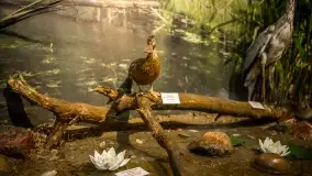 Fotorelacja -  Ogólnopolski Dzień Parków Krajobrazowych w Puszczy Piskiej - zdjęcie 40