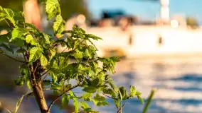 Zachód słońca nad jeziorem Przystań, czerwiec 2022 - zdjęcie 9