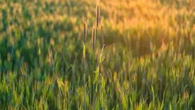 Wiosenny zachód słońca w okolica jeziora Stręgiel - zdjęcie 11