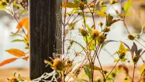 Poranek w Bocianim Gnieździe i te... mgły nad jeziorem Ryńskim - zdjęcie 4