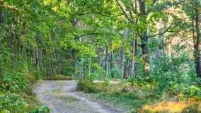 Jezioro Wesołek i puszcza Piska - zdjęcie 13