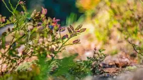 Jezioro Wesołek i puszcza Piska - zdjęcie 37