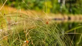 Jezioro Wesołek i puszcza Piska - zdjęcie 24