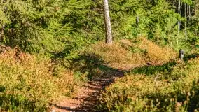 Jezioro Wesołek i puszcza Piska - zdjęcie 46