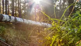 Jezioro Wesołek i puszcza Piska - zdjęcie 50