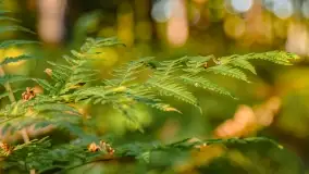 Jezioro Wesołek i puszcza Piska - zdjęcie 48