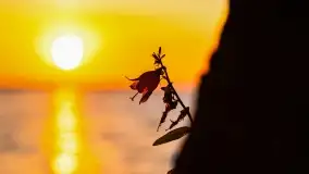 Zachód słońca w Pieczarkach, jezioro Dargin, lipiec 2022 - zdjęcie 39