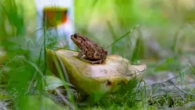 Nie-Sezon grzybowy na Mazurach dobiega do końca - zdjęcie 26