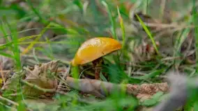 Nie-Sezon grzybowy na Mazurach dobiega do końca - zdjęcie 31