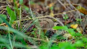 Nie-Sezon grzybowy na Mazurach dobiega do końca - zdjęcie 37