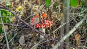 Nie-Sezon grzybowy na Mazurach dobiega do końca - zdjęcie 39