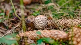 Nie-Sezon grzybowy na Mazurach dobiega do końca - zdjęcie 16