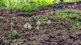 Nie-Sezon grzybowy na Mazurach dobiega do końca - zdjęcie 18