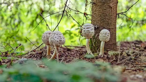 Nie-Sezon grzybowy na Mazurach dobiega do końca - zdjęcie 9