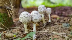 Nie-Sezon grzybowy na Mazurach dobiega do końca - zdjęcie 49