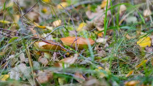 Nie-Sezon grzybowy na Mazurach dobiega do końca - zdjęcie 8
