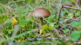 Nie-Sezon grzybowy na Mazurach dobiega do końca - zdjęcie 14