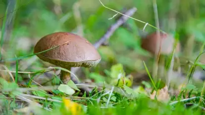 Nie-Sezon grzybowy na Mazurach dobiega do końca