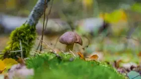 Nie-Sezon grzybowy na Mazurach dobiega do końca - zdjęcie 67