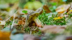 Nie-Sezon grzybowy na Mazurach dobiega do końca - zdjęcie 41