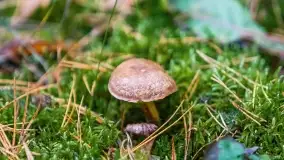 Nie-Sezon grzybowy na Mazurach dobiega do końca - zdjęcie 75