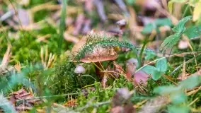 Nie-Sezon grzybowy na Mazurach dobiega do końca - zdjęcie 85