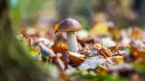 Nie-Sezon grzybowy na Mazurach dobiega do końca - zdjęcie 77