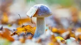 Nie-Sezon grzybowy na Mazurach dobiega do końca - zdjęcie 3