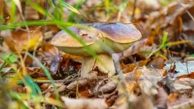 Nie-Sezon grzybowy na Mazurach dobiega do końca - zdjęcie 78