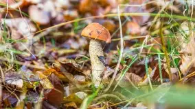 Nie-Sezon grzybowy na Mazurach dobiega do końca - zdjęcie 62