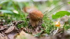 Mazury i grzyby... piękne połączenie - zdjęcie 11