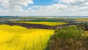 Rzepakowe pola, przypominamy żółty kolor Mazur - zdjęcie 8