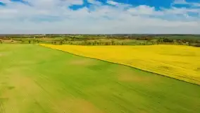 Rzepakowe pola, przypominamy żółty kolor Mazur - zdjęcie 42