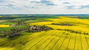 Rzepakowe pola, przypominamy żółty kolor Mazur - zdjęcie 23