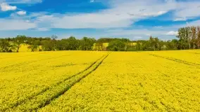 Rzepakowe pola, przypominamy żółty kolor Mazur - zdjęcie 37
