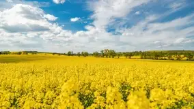 Rzepakowe pola, przypominamy żółty kolor Mazur - zdjęcie 20