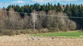 Mazurski las u progu wiosny, marzec 2020 - zdjęcie 4