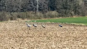 Mazurski las u progu wiosny, marzec 2020 - zdjęcie 17