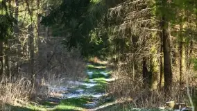 Mazurski las u progu wiosny, marzec 2020 - zdjęcie 9