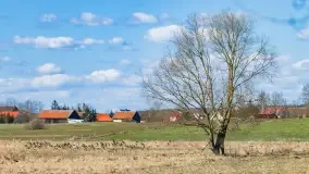 Mazurski las u progu wiosny, marzec 2020 - zdjęcie 3