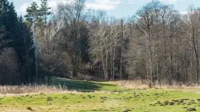 Mazurski las u progu wiosny, marzec 2020 - zdjęcie 6