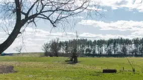 Mazurski las u progu wiosny, marzec 2020 - zdjęcie 10