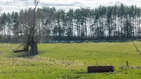 Mazurski las u progu wiosny, marzec 2020 - zdjęcie 8