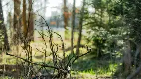 Mazurski las u progu wiosny, marzec 2020 - zdjęcie 34