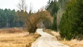 Przedwiośnie na mazurskich polach i łąkach, marzec 2021 - zdjęcie 4