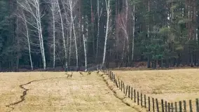 Przedwiośnie na mazurskich polach i łąkach, marzec 2021 - zdjęcie 15