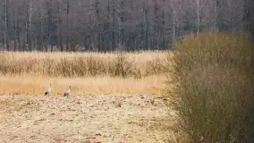 Przedwiośnie na mazurskich polach i łąkach, marzec 2021 - zdjęcie 18