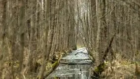 Przedwiośnie na mazurskich polach i łąkach, marzec 2021 - zdjęcie 43